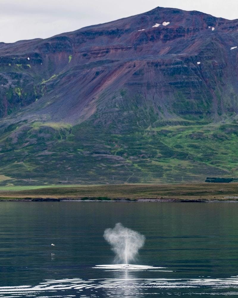 whale blowing air in front of mountain in akureyri iceland