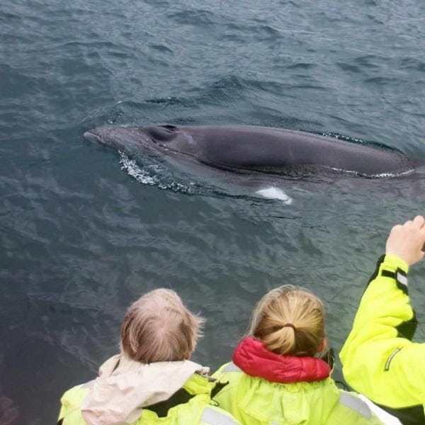 travelers in yellow windbreakers witnessing minke whale come for air in akureyri