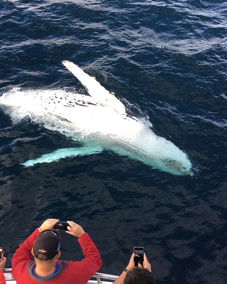 whale showing it's white belly in front of people on whale watching tour in reykjavik iceland