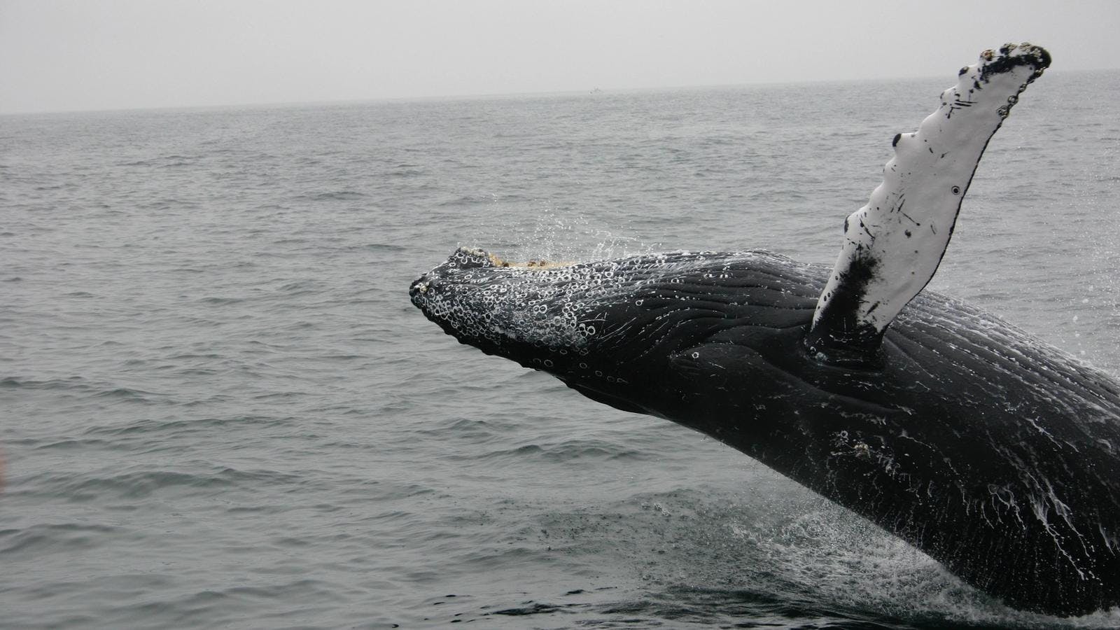Whale jumping backwards on whale watching tour in Iceland