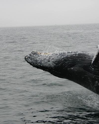 Whale jumping backwards on whale watching tour in Iceland