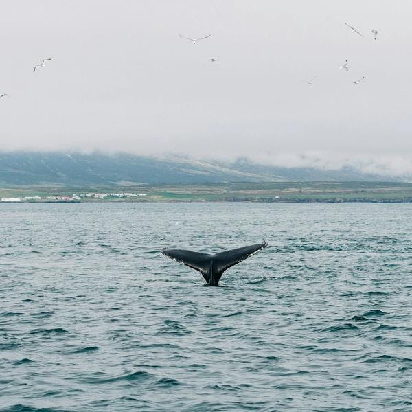whale flashing tail with seagulls flying above in Akureyri north Iceland